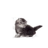 FBN PERSIAN KITTEN - GATITO.png